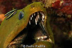 Green Moray and Cleaning Goby
Nikon D80 with 105mm lens
... by Pedro Padilla 